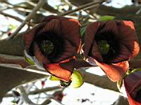 Asimina triloba (fam Annonacees) (Am. du nord) (Photo F. Mrugala) (3)